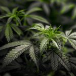 Cannabisgesetz – Was ist nun erlaubt? Was bleibt verboten?